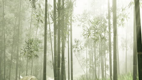 misty bamboo forest with dense greenery and soft light during early morning