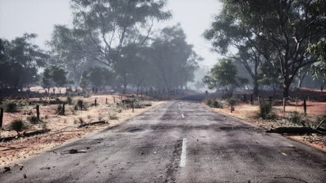 beautiful tree lined road in the tunnel of trees