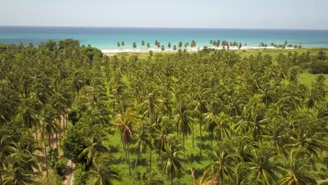 Kokospalmen-Sind-Das-Meer-In-St.-Thomas,-Jamaika