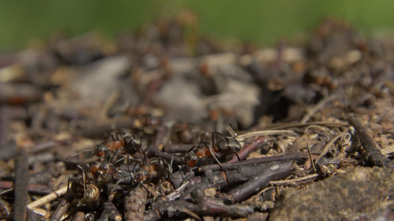 둥지 에 있는 개미 들