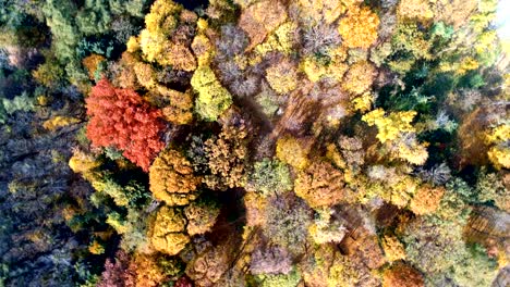 autumn forest aerial view. multicolored fall trees in city park. beautiful colorful seasonal foliage. autumnal vibrant riot of bright colors. rotation view from above.