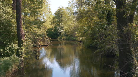 Static-4k-shot-of-a-magical-forest-river-on-a-peaceful-and-serene-sunny-day-with-green-trees-around