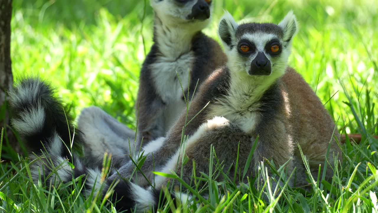 Dois lêmures-de-cauda-anelada (Lemur catta) sentados na grama em seu habitat natural sob a sombra, olhando ao redor, foto de perto