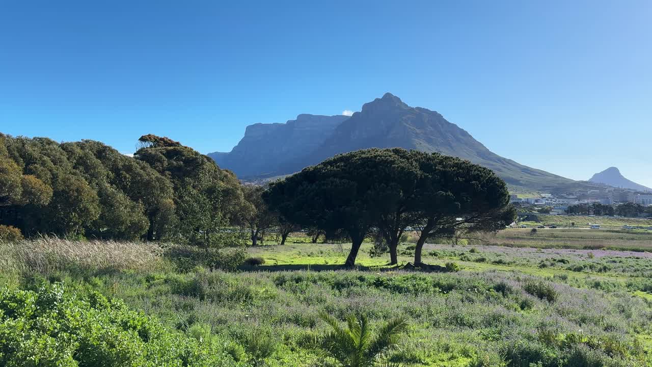 Devil’s Peak and Table Mountain as viewed from a meadow in Pinelands near Cape Town