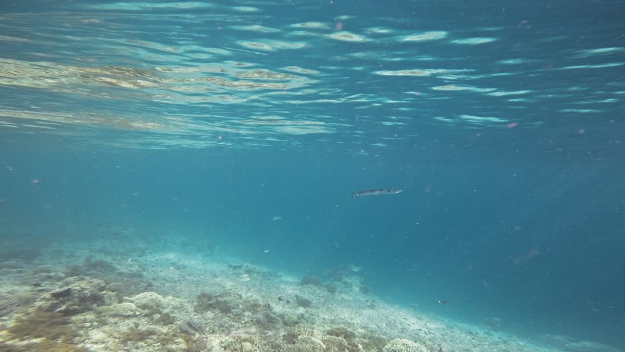 카메라는 활기찬 산호초 위에서 고 푸른 물을 가로질러 날아다니는 바늘 물고기를 따라갑니다.