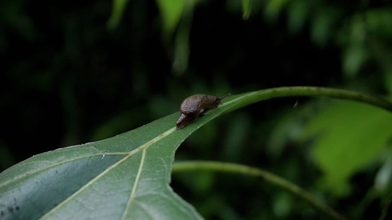 Close up shot of brown baby snail resting on leaf in deep rain forest of Indonesia
