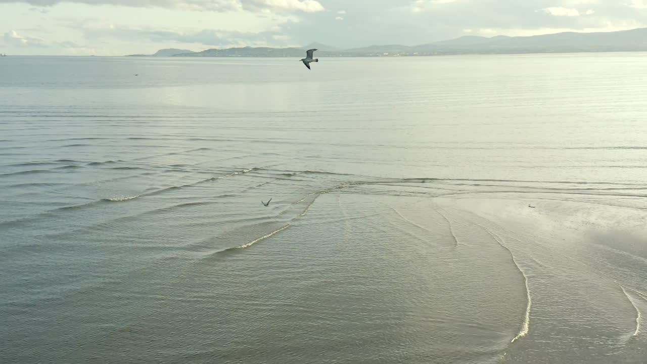 푸른 하늘을 나는 갈매기