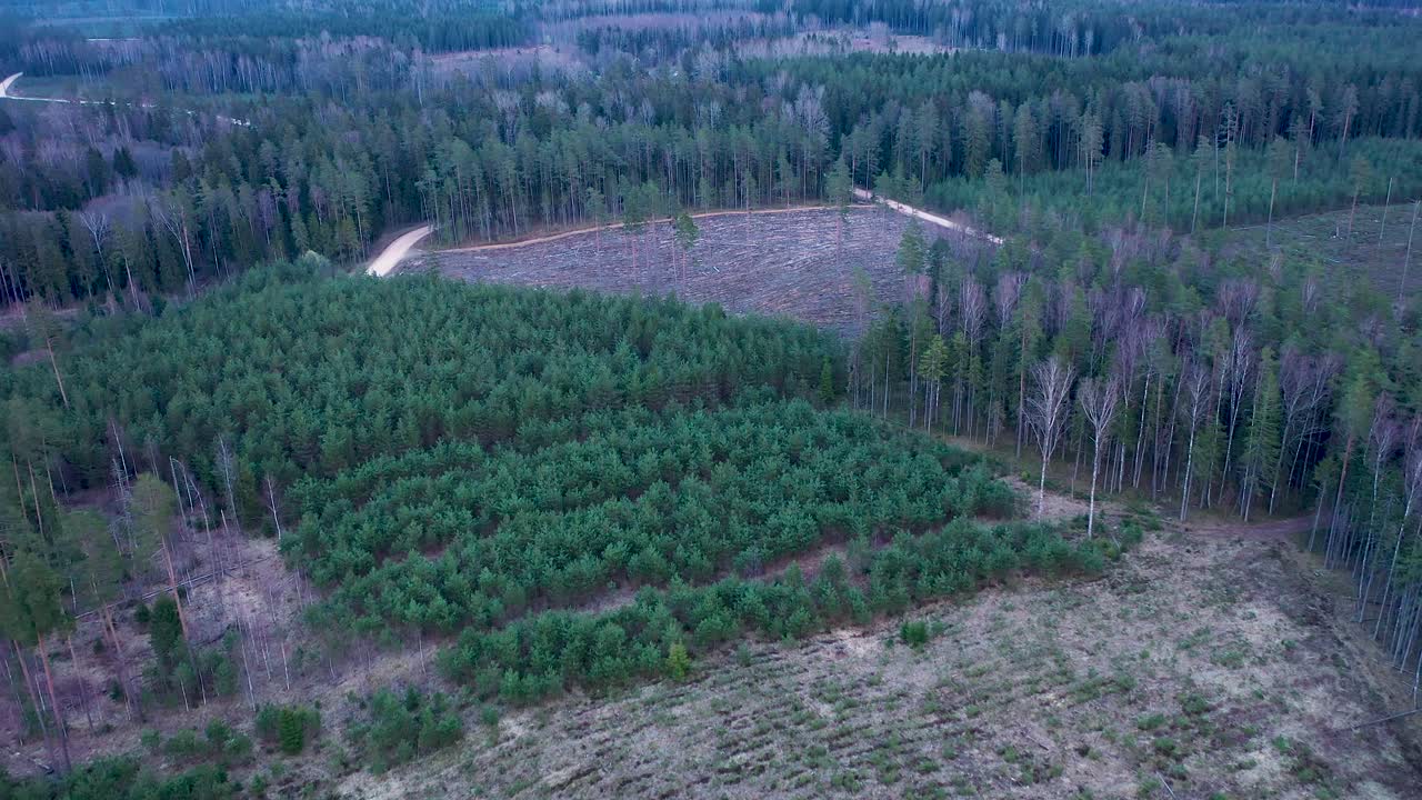 Freshly planted spruce tree to renew forest, high angle drone view
