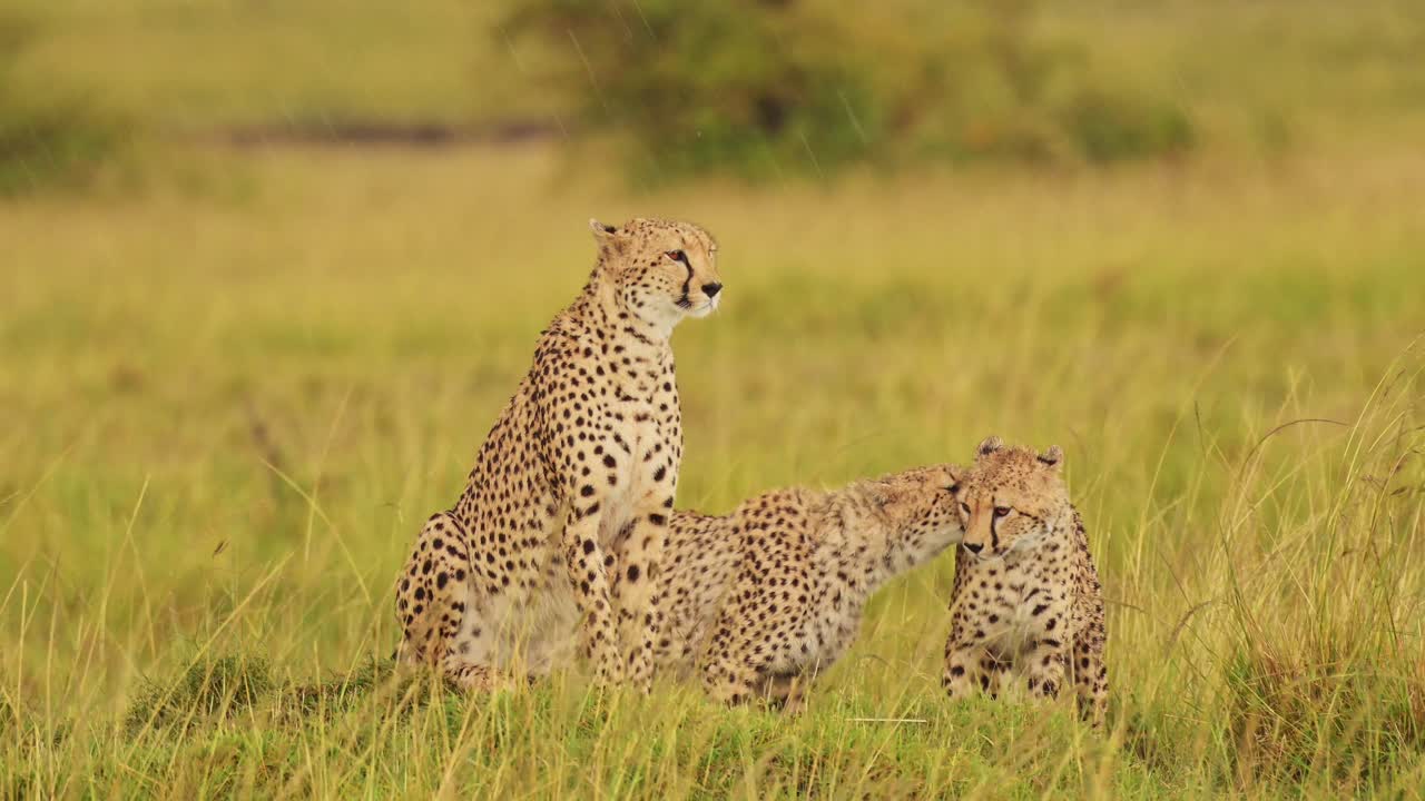 fotografía en cámara lenta de jóvenes guepardos caminando uno al lado del otro en la exuberante hierba paisaje paisaje de masai mara north conservancy, vida silvestre africana en la reserva nacional de masai mara, kenia, áfrica animales de safari