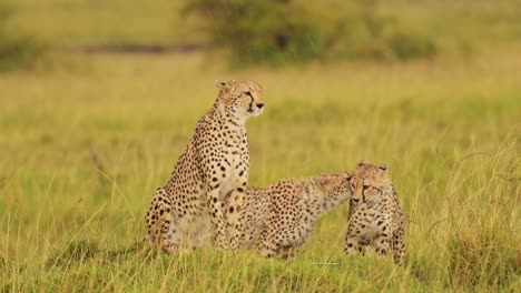 Toma-En-Cámara-Lenta-De-Guepardos-Jóvenes-Caminando-Uno-Al-Lado-Del-Otro-En-Un-Exuberante-Paisaje-De-Hierba-De-La-Conservación-Del-Norte-De-Masai-Mara,-Vida-Salvaje-Africana-En-La-Reserva-Nacional-De-Masai-Mara,-Kenia,-Animales-De-Safari-En-áfrica