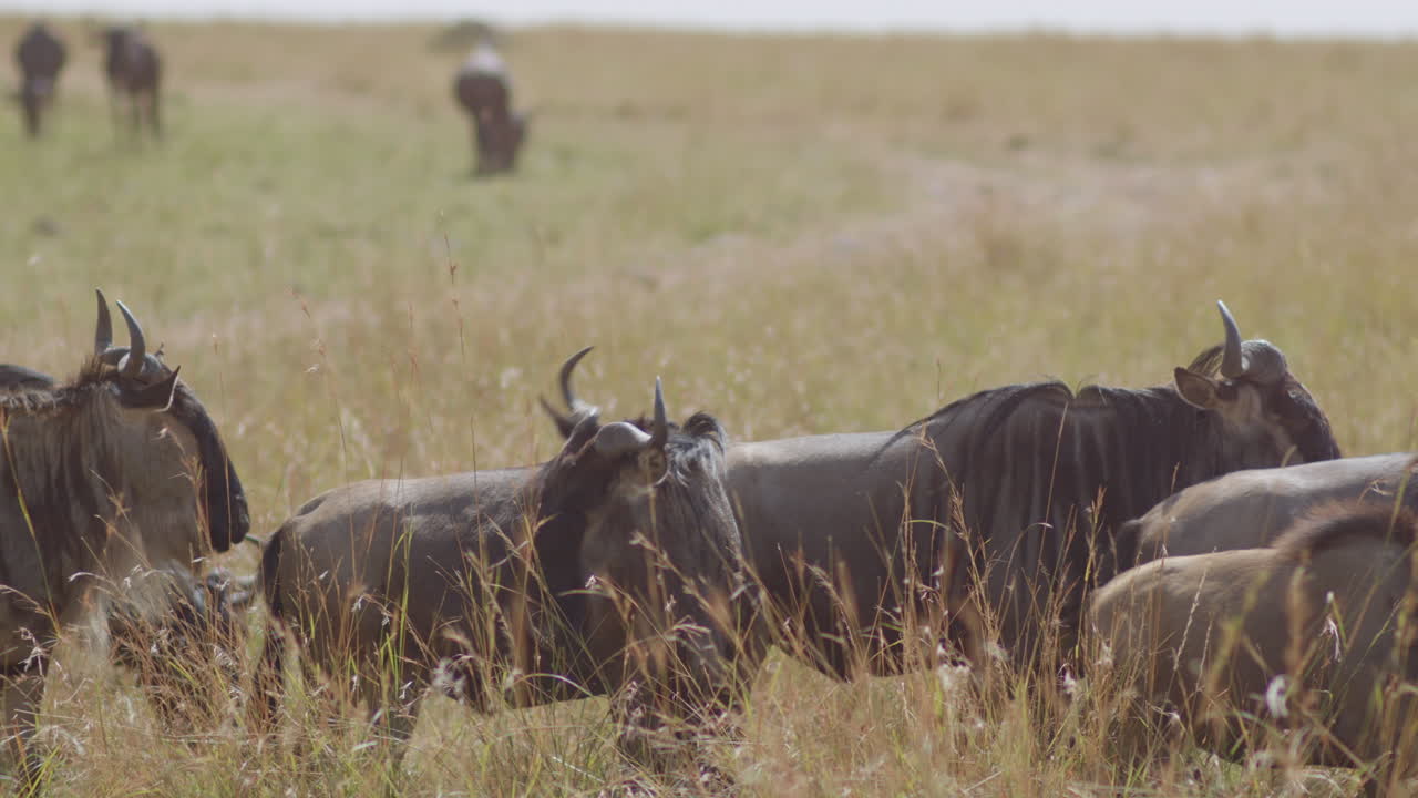 Wildebeests at rest before continuing their annual migration across the Masai Mara and Serengeti