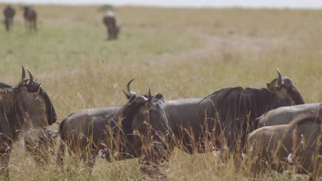 wildebeests at rest before continuing their annual migration across the masai mara and serengeti