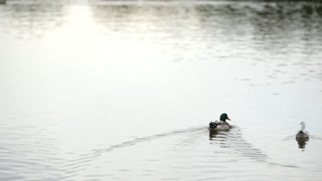 Ducks-swimming-in-the-lake