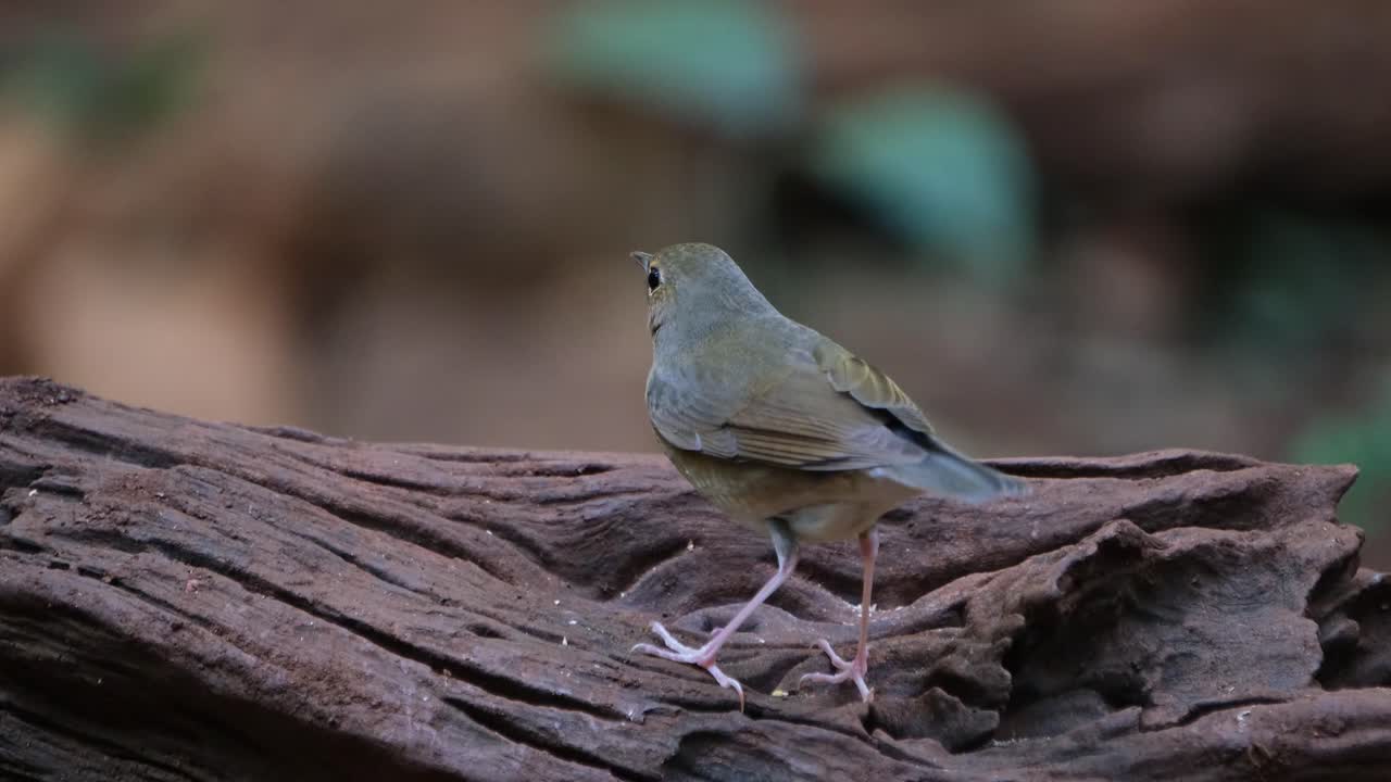 mirando hacia la izquierda visto desde su espalda moviendo su cola, robin azul siberiano larvivora cyane, tailandia