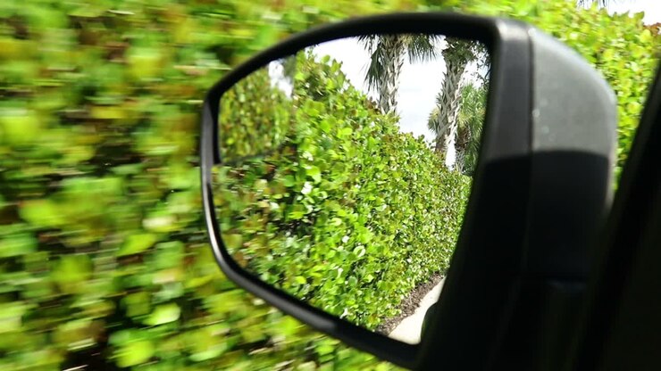 Long green bush hedge and palm trees in side mirror