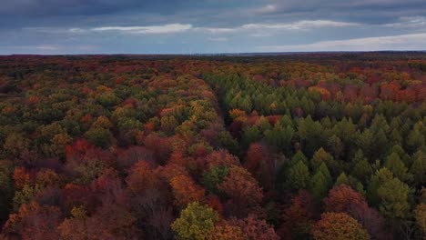 vista aérea de hermosos bosques llenos de colores otoñales