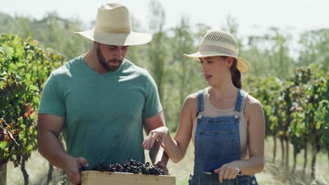 farmers harvest grapes in vineyard