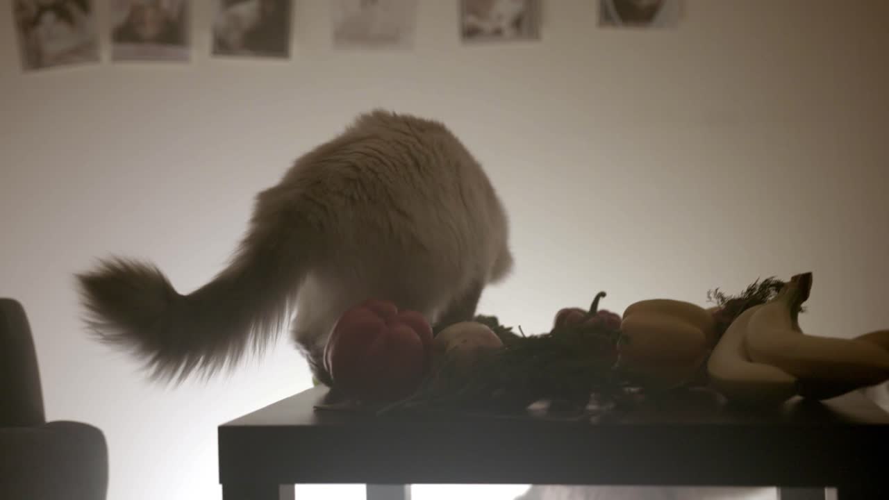 el gato come verduras.