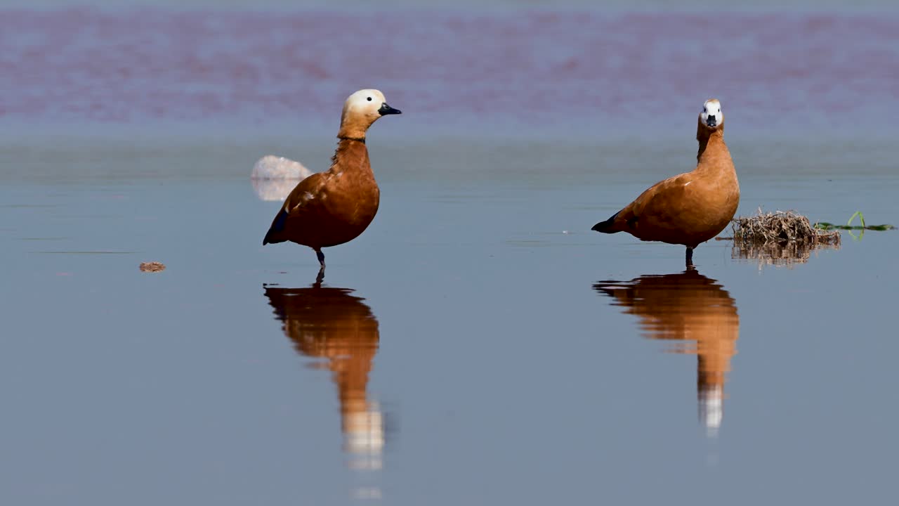Un paio di casarche comuni (Tadorna ferruginea) riposa fianco a fianco, il loro vibrante piumaggio arancione si riflette perfettamente nel fiume calmo.