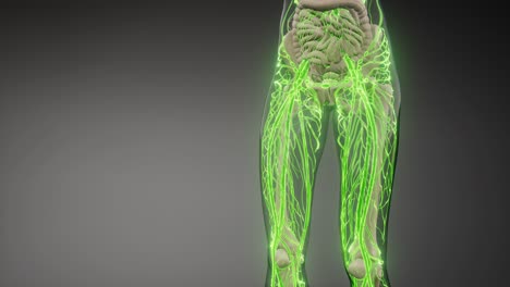 vasos sanguíneos del cuerpo humano