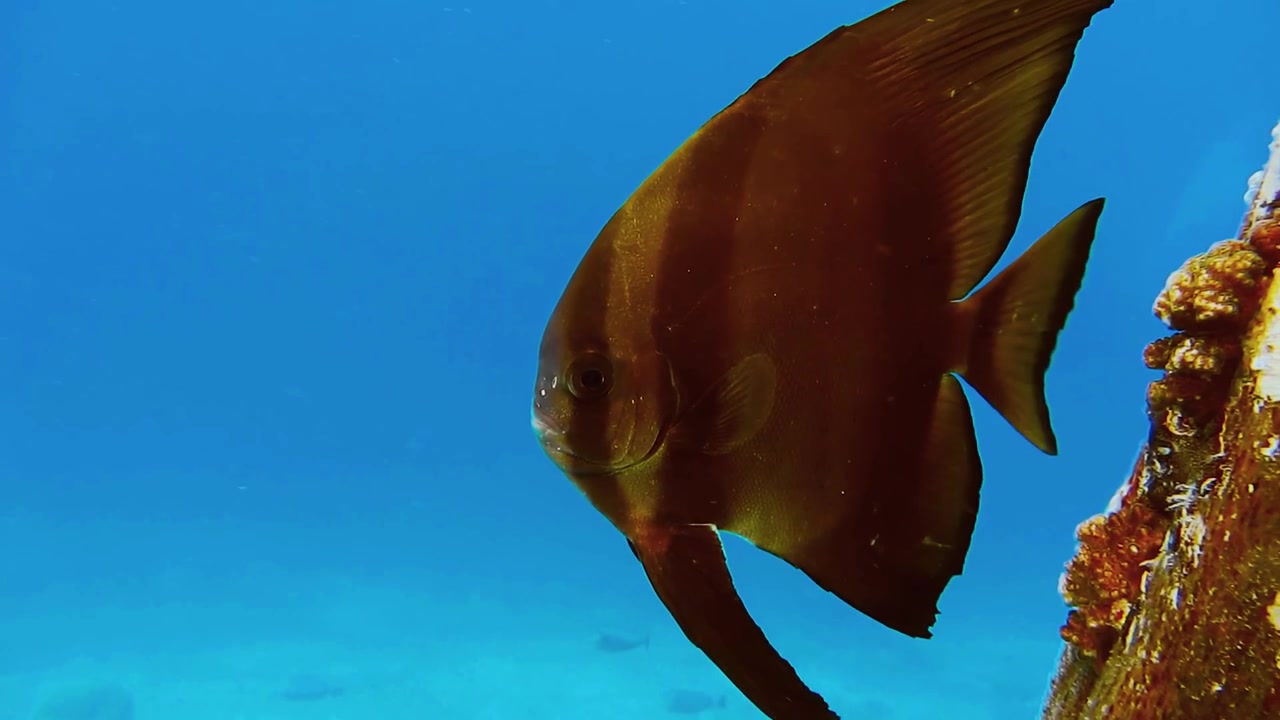 Un ravvicinato medio subacqueo cinematografico mozzafiato che ritrae un elegante pesce pipistrello dalle pinne lunghe mentre nuota accanto a una complessa struttura marina incrostata di corallo in acque tropicali cristalline.