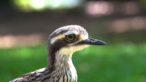 retrato de primer plano extremo de una especie de ave nocturna salvaje, un zarapito de arbusto inactivo, burhinus grallarius, capturando sus detalles de plumas y parpadeando a la luz del día