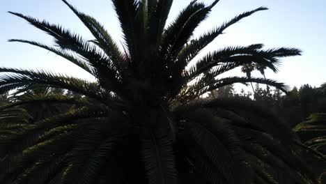 Drone-shot-of-multiple-palm-trees-panning-up-during-golden-sunset-hour-with-sun-flare-and-clear-blue-skies-in-Los-Angeles,-California-park-picnic-area-with-a-pink-bounce-house