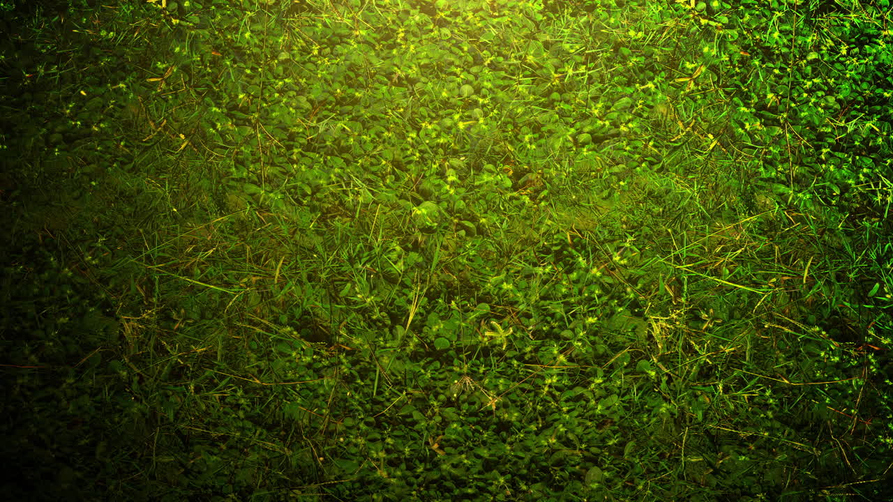 patrón de hierba verde al atardecer