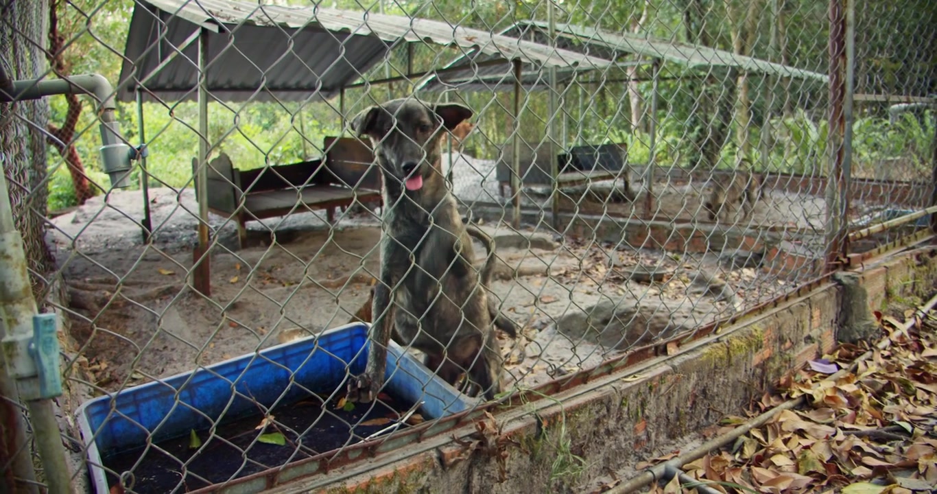Phu Quoc Ridgeback in Vietnam Botanical Garden Kennel 5 of 12