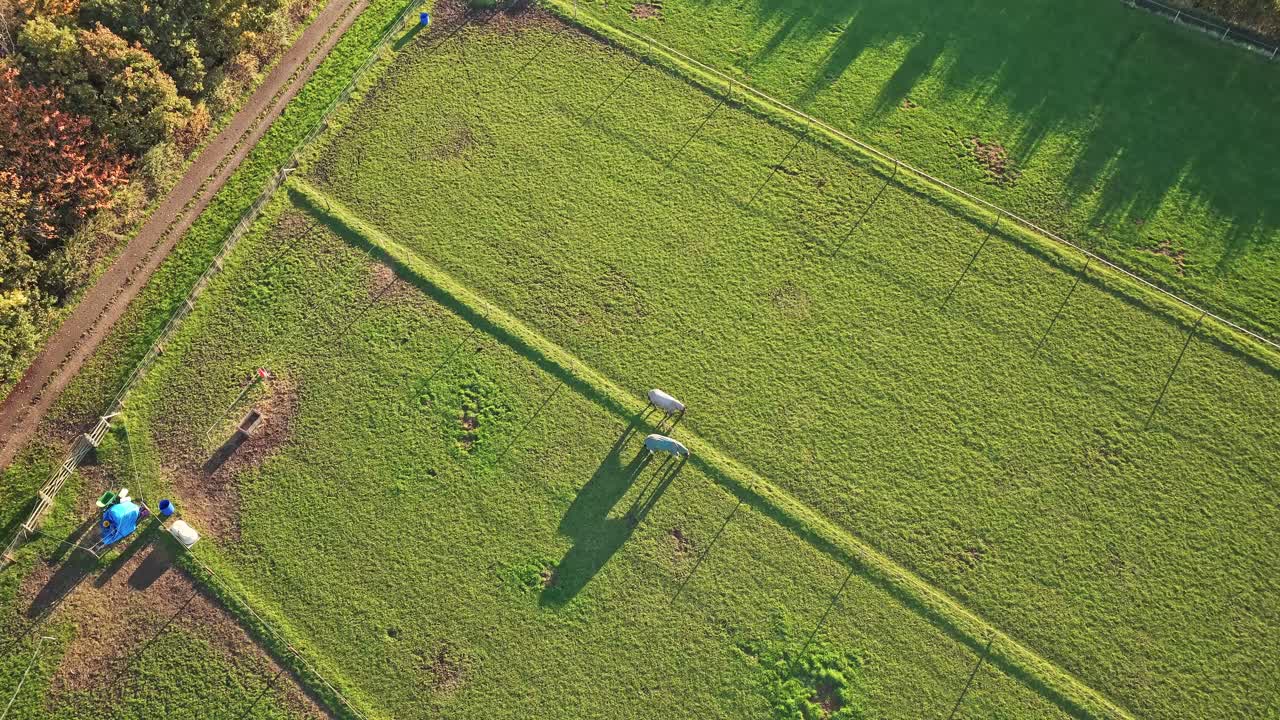 Top-Down Drone View Of Grazing Horses In Fenced Paddocks At Sunset In Hemingfield, Barnsley, South Yorkshire, England, Top-Down Drone stztic shot