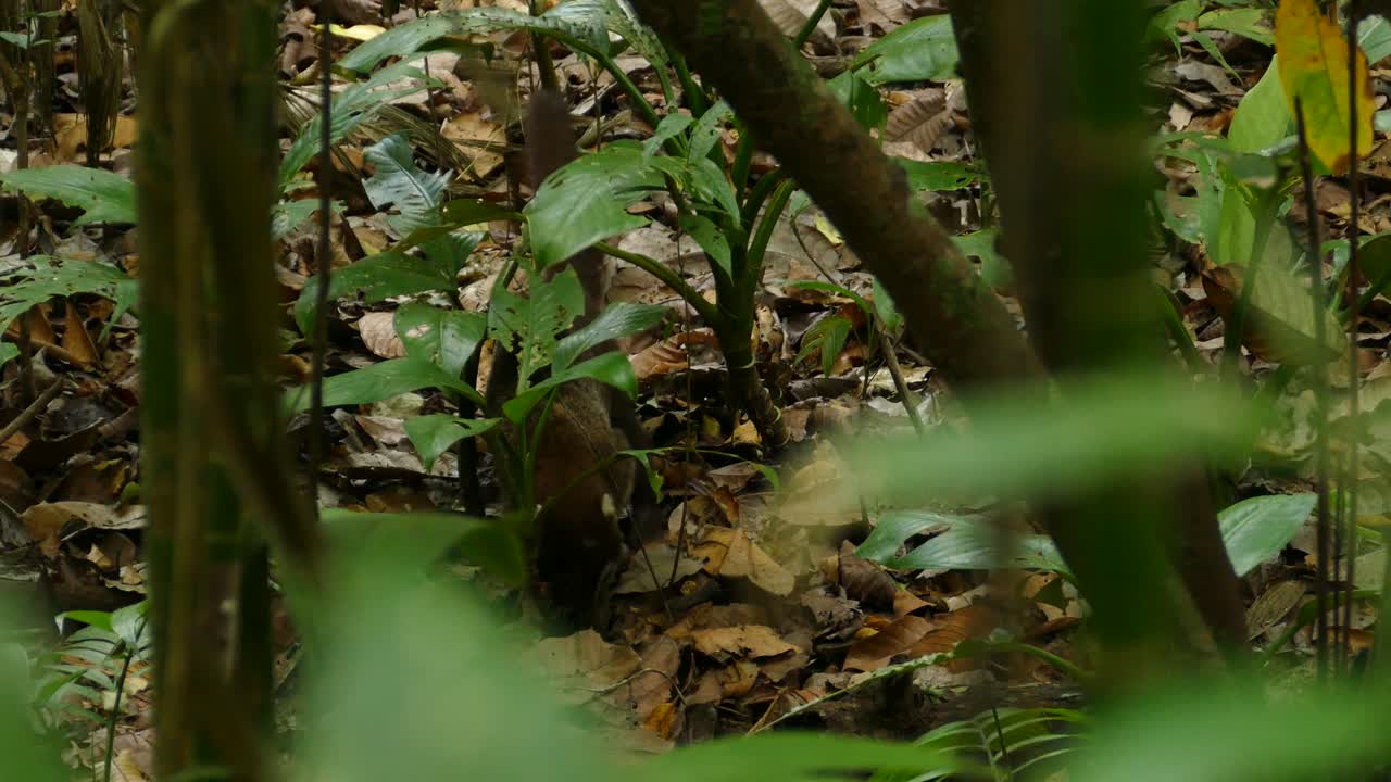 un coatí buscando comida en la reserva de la selva tropical de gamboa, panamá, seguimiento de plano medio