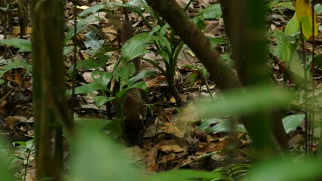 A-coati-searching-for-food-in-Gamboa-Rainforest-Reserve,-Panama,-tracking-medium-shot