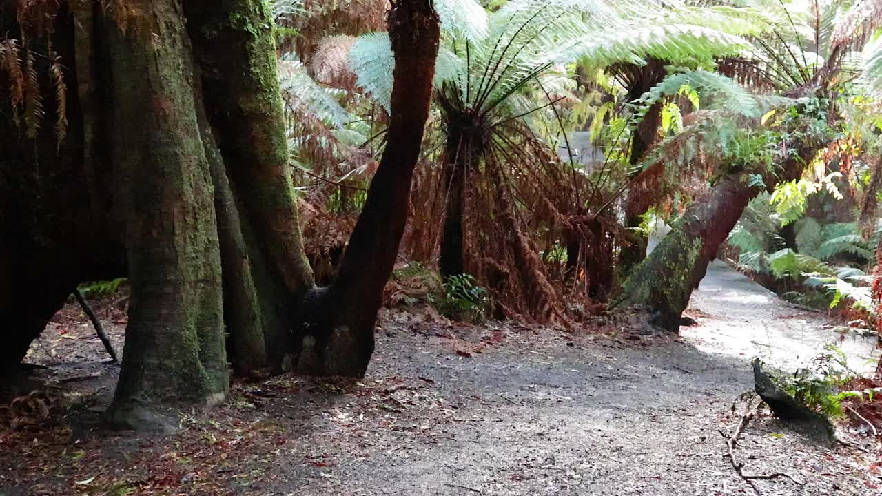un tranquilo paseo por el exuberante bosque tropical