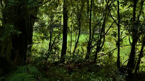 green colored river behind dense forest trees and fern plants during bright sunny day at milford track path