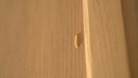 insecto gusano trepando en un gabinete de madera y siendo aplastado por un pañuelo