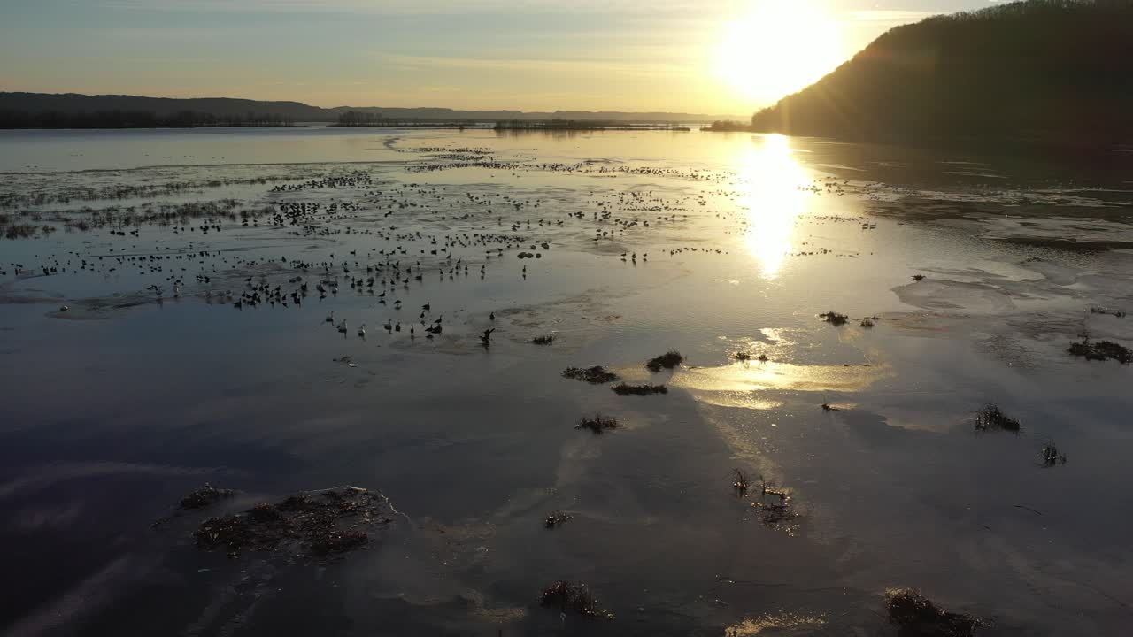 습지 에서 겨울 새 들