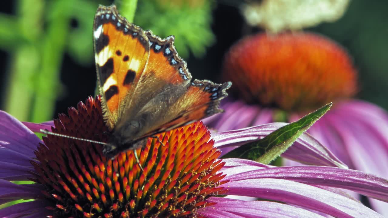 Scatto macro di due farfalle vanessa urticae arancioni che raccolgono nettare da echinacea purpurea su sfondo verde