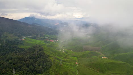 drone captures the beautiful and green tea plantation of brinchang in pahang, malaysia from a great height