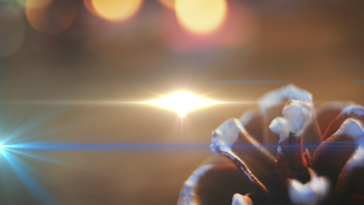 animación de luz brillante sobre la flor en la maceta