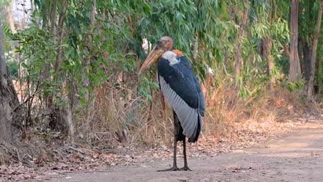 a big bird in the stork family common in southern asia and now endangered due to habitat loss