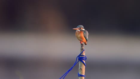 beautiful male common kingfisher  in morning