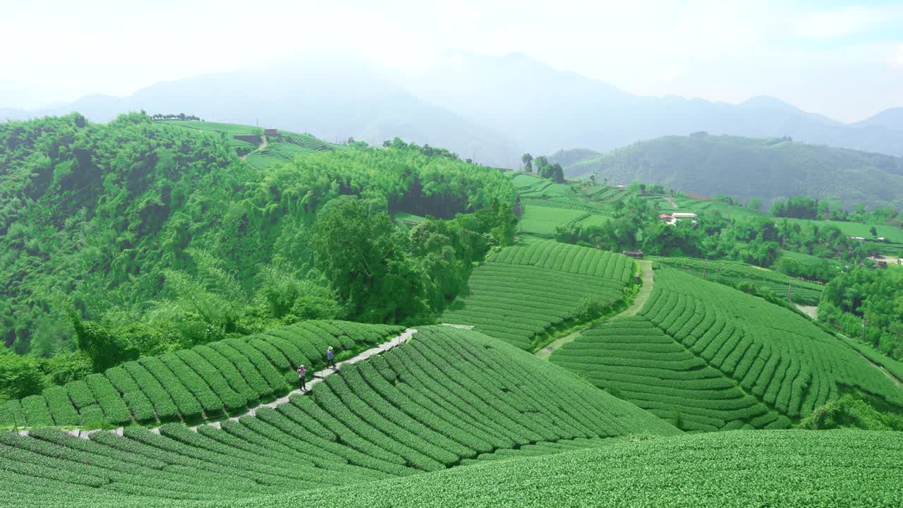 清々しい早朝の茶畑。