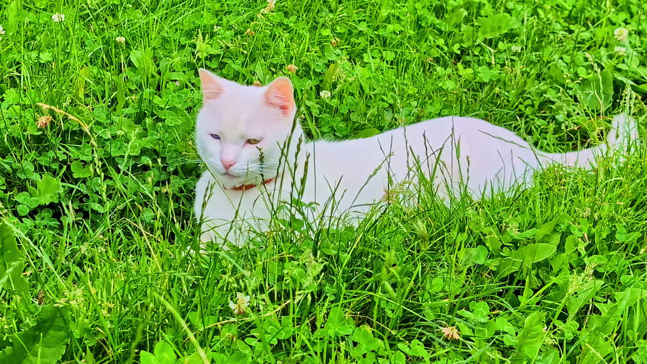 White short-haired cat with heterochromia lying peacefully in thick green clover grass outdoors
