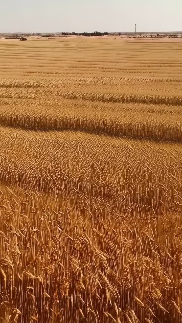 Video verticale: drone che si avvicina planando a un campo di grano dorato con fasce, che mostra le spighe mature