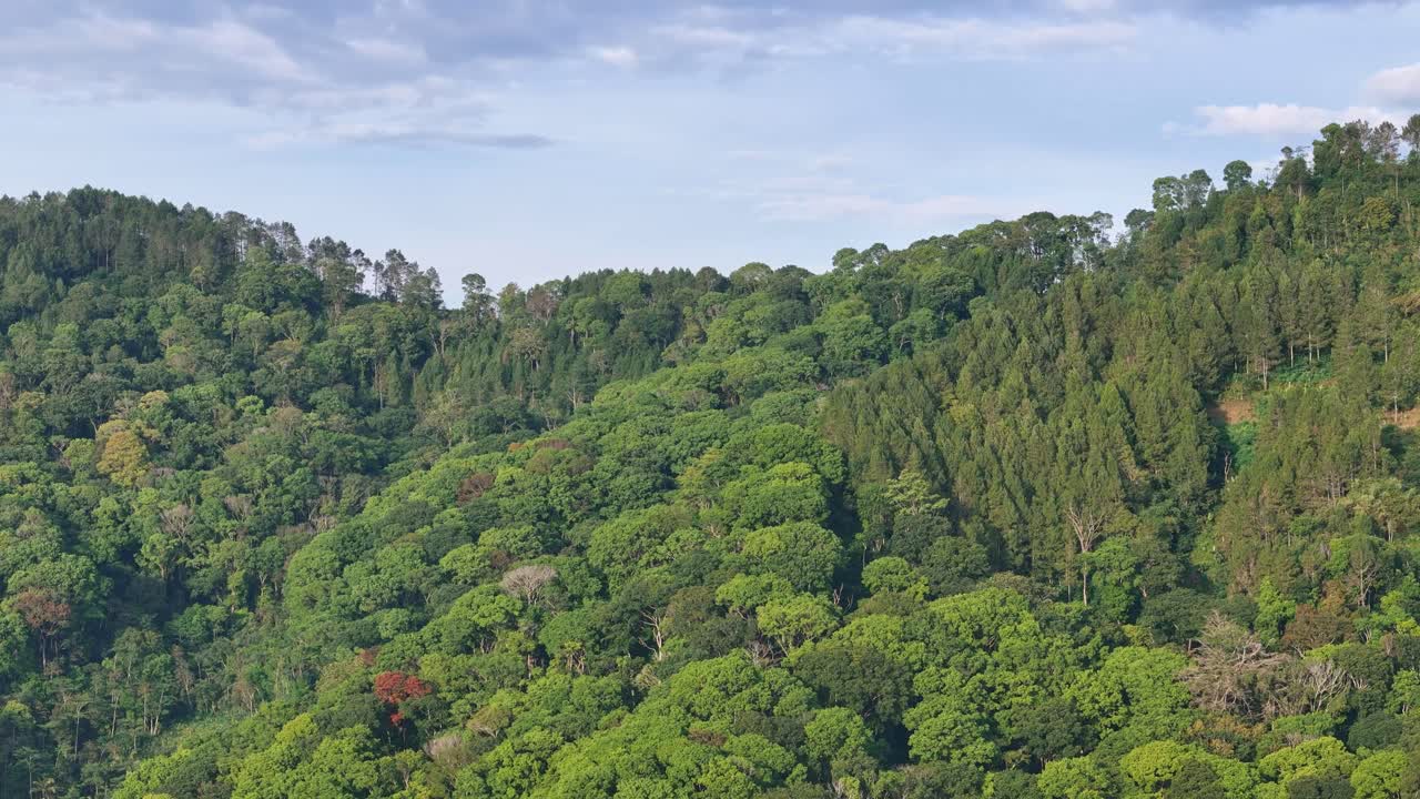 Cinematic drone shot over a vibrant green forest hillside with dense foliage and scattered trees under a cloudy sky