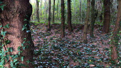 vista panorámica hacia arriba de la cámara mirando hacia algunos bosques en otoño