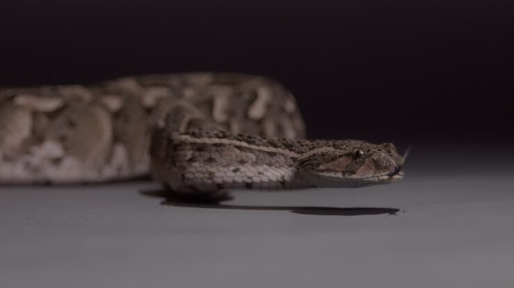 Puff adder close up slow motion deadly snake nature documentary