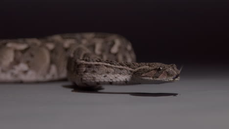 Puff-Adder-Nahaufnahme-Zeitlupe-Tödliche-Schlange-Naturdokumentation