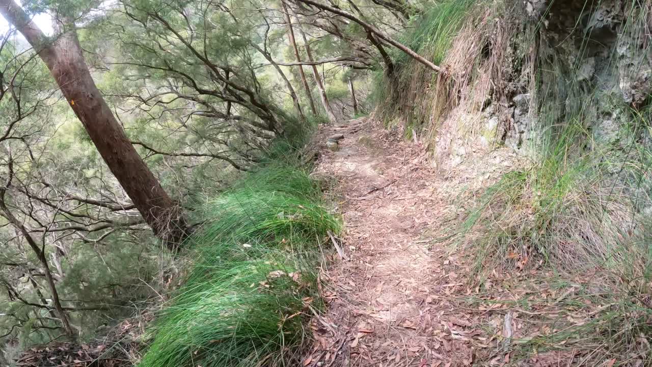 자연 속에서 조용한 숲길을 탐험하는 것