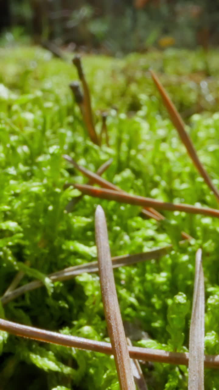 Brown thin dry fir needles scattered on grass top in wood slow motion. Inspiring wild landscape. Probe lens shot of virgin forest in summer macro view